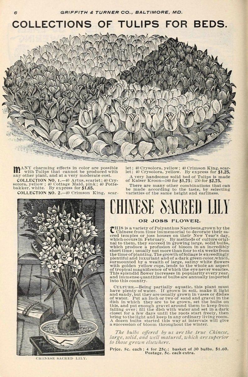 Bulbs and seeds :.Baltimore, Md. :Griffith, Turner & Co.,. | Vintage Print Reproduction 451210
