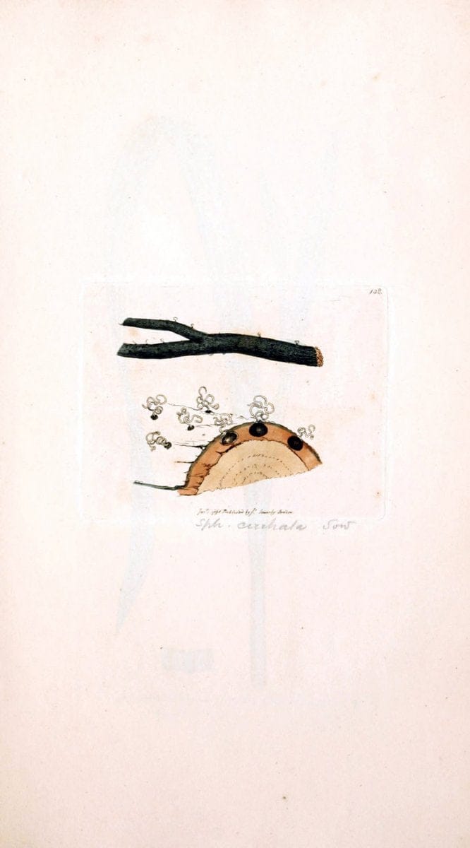 Coloured figures of English fungi or mushrooms. London,Printed by J. Davis,1797-[1809]. | England Mushrooms  | Vintage Print Reproduction 451211