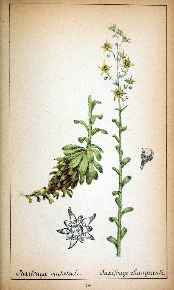 Choix de plantes de l'Europe centrale et particuliÃ¨rement de la Suisse et de la SavoieGe | Europe Central "Pictorial works" Plants "Savoy (France and Italy)" Switzerland  | Vintage Reproduction 451213