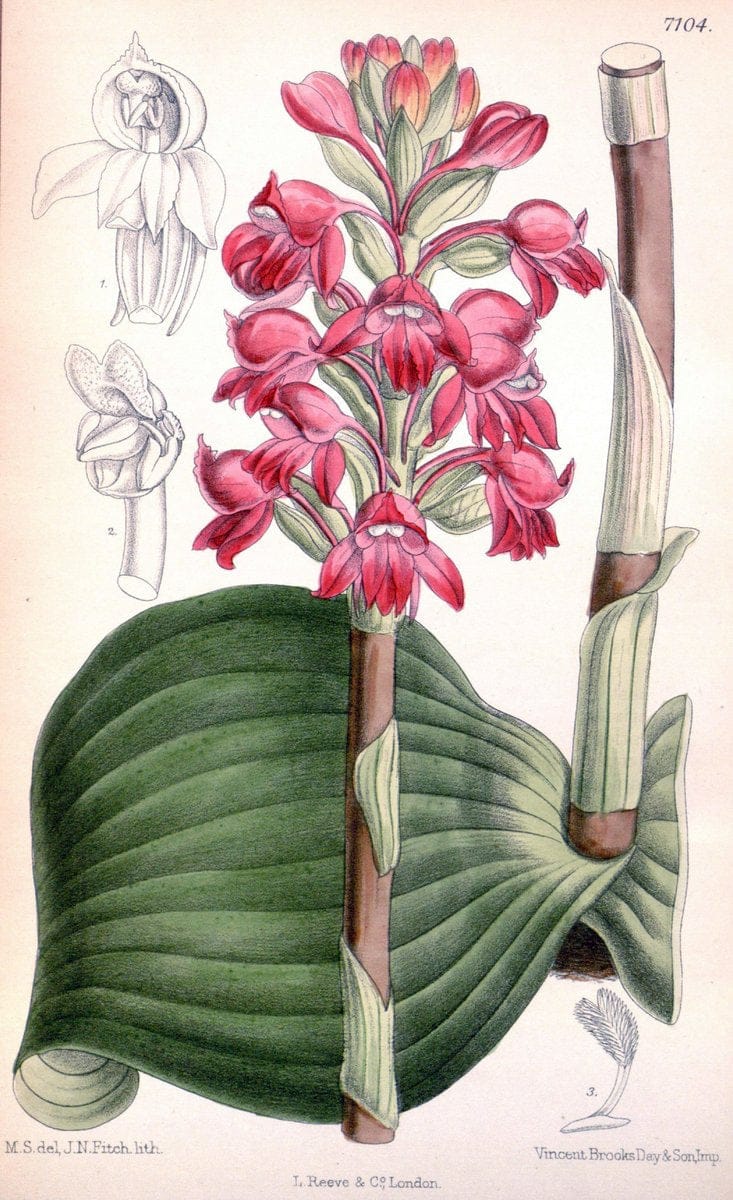 Curtis's botanical magazine. London ; New York [etc.] :Academic Press [etc.]. | "Botanical illustration" Botany Periodicals "Pictorial works" "Plants, Ornamental"  | Vintage Print Reproduction 451216