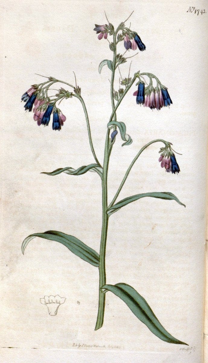 Curtis's botanical magazine. London ; New York [etc.] :Academic Press [etc.]. | "Botanical illustration" Botany Periodicals "Pictorial works" "Plants, Ornamental"  | Vintage Print Reproduction 451217