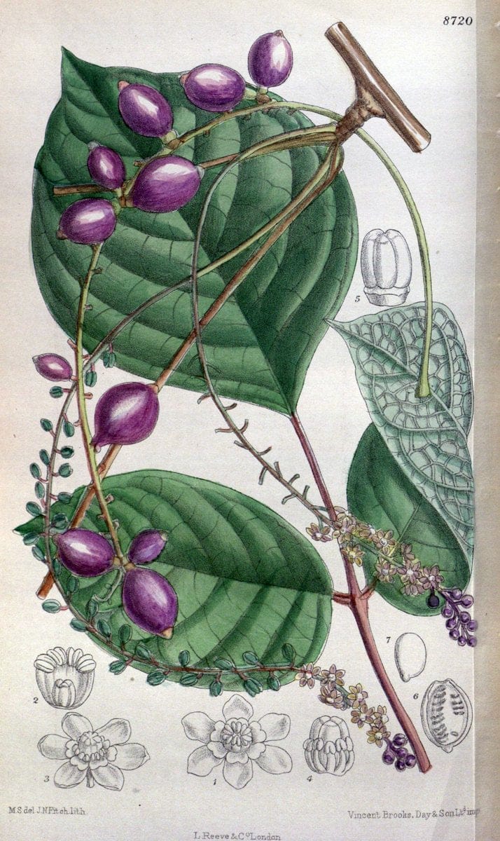 Curtis's botanical magazine. London ; New York [etc.] :Academic Press [etc.]. | "Botanical illustration" Botany Periodicals "Pictorial works" "Plants, Ornamental"  | Vintage Print Reproduction 451219