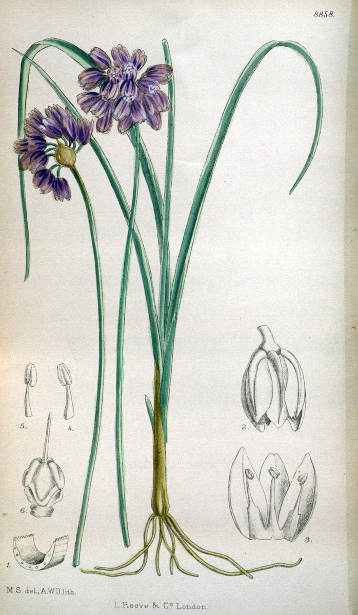 Curtis's botanical magazine. London ; New York [etc.] :Academic Press [etc.]. | "Botanical illustration" Botany Periodicals "Pictorial works" "Plants, Ornamental"  | Vintage Print Reproduction 451220