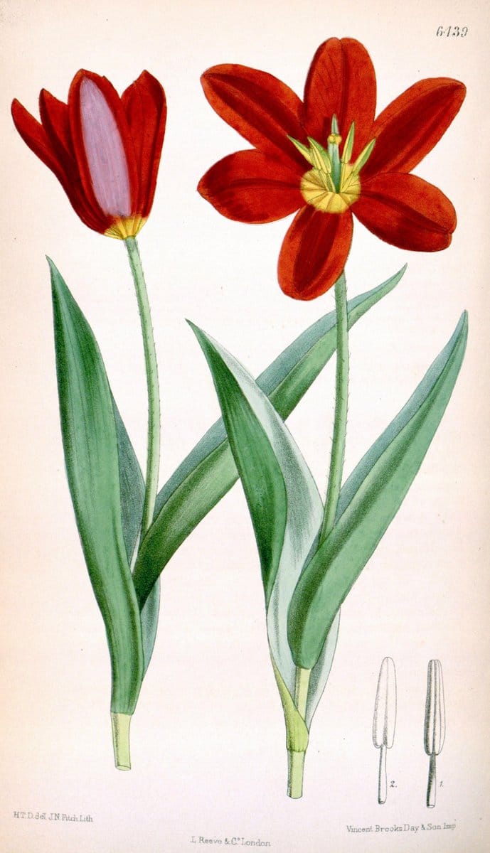 Curtis's botanical magazine. London ; New York [etc.] :Academic Press [etc.]. | "Botanical illustration" Botany Periodicals "Pictorial works" "Plants, Ornamental"  | Vintage Print Reproduction 451221