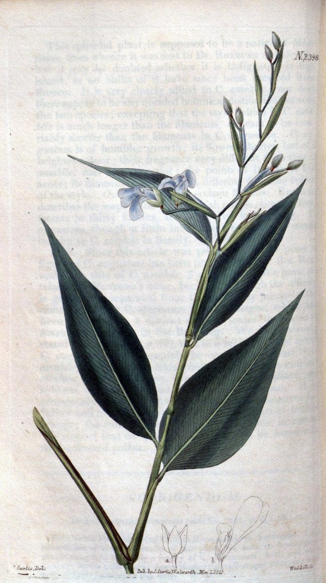 Curtis's botanical magazine. London ; New York [etc.] :Academic Press [etc.]. | "Botanical illustration" Botany Periodicals "Pictorial works" "Plants, Ornamental"  | Vintage Print Reproduction 451222