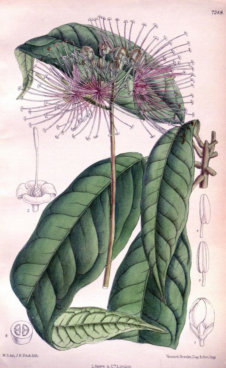 Curtis's botanical magazine. London ; New York [etc.] :Academic Press [etc.]. | "Botanical illustration" Botany Periodicals "Pictorial works" "Plants, Ornamental"  | Vintage Print Reproduction 451223