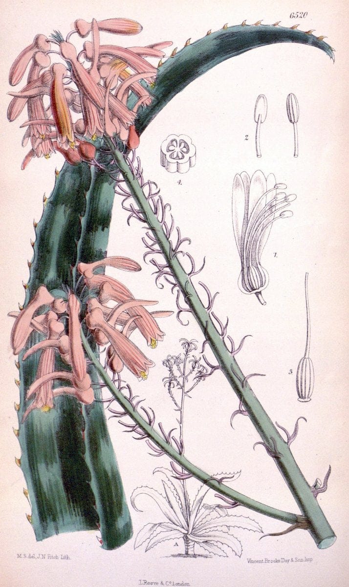 Curtis's botanical magazine. London ; New York [etc.] :Academic Press [etc.]. | "Botanical illustration" Botany Periodicals "Pictorial works" "Plants, Ornamental"  | Vintage Print Reproduction 451224