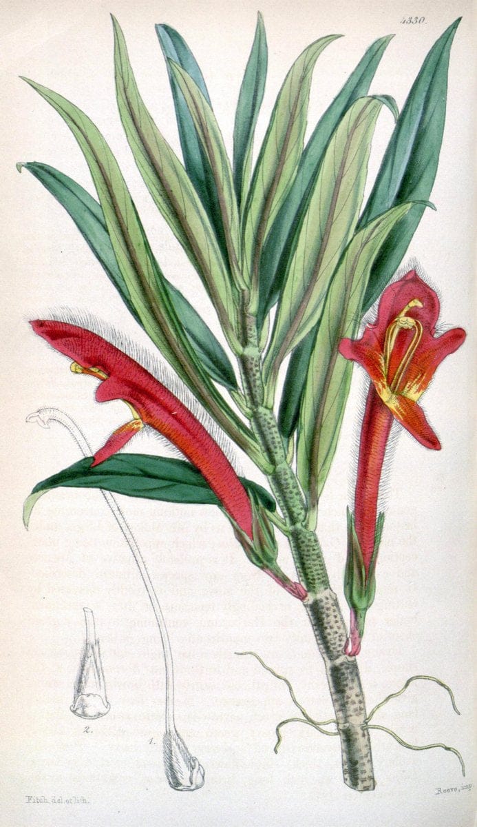 Curtis's botanical magazine. London ; New York [etc.] :Academic Press [etc.]. | "Botanical illustration" Botany Periodicals "Pictorial works" "Plants, Ornamental"  | Vintage Print Reproduction 451227