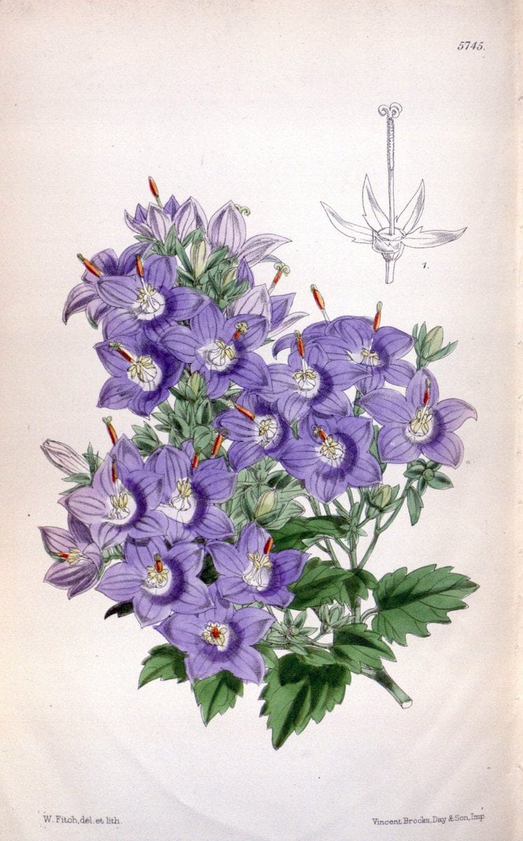 Curtis's botanical magazine. London ; New York [etc.] :Academic Press [etc.]. | "Botanical illustration" Botany Periodicals "Pictorial works" "Plants, Ornamental"  | Vintage Print Reproduction 451228