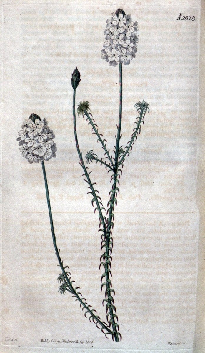 Curtis's botanical magazine. London ; New York [etc.] :Academic Press [etc.]. | "Botanical illustration" Botany Periodicals "Pictorial works" "Plants, Ornamental"  | Vintage Print Reproduction 451231