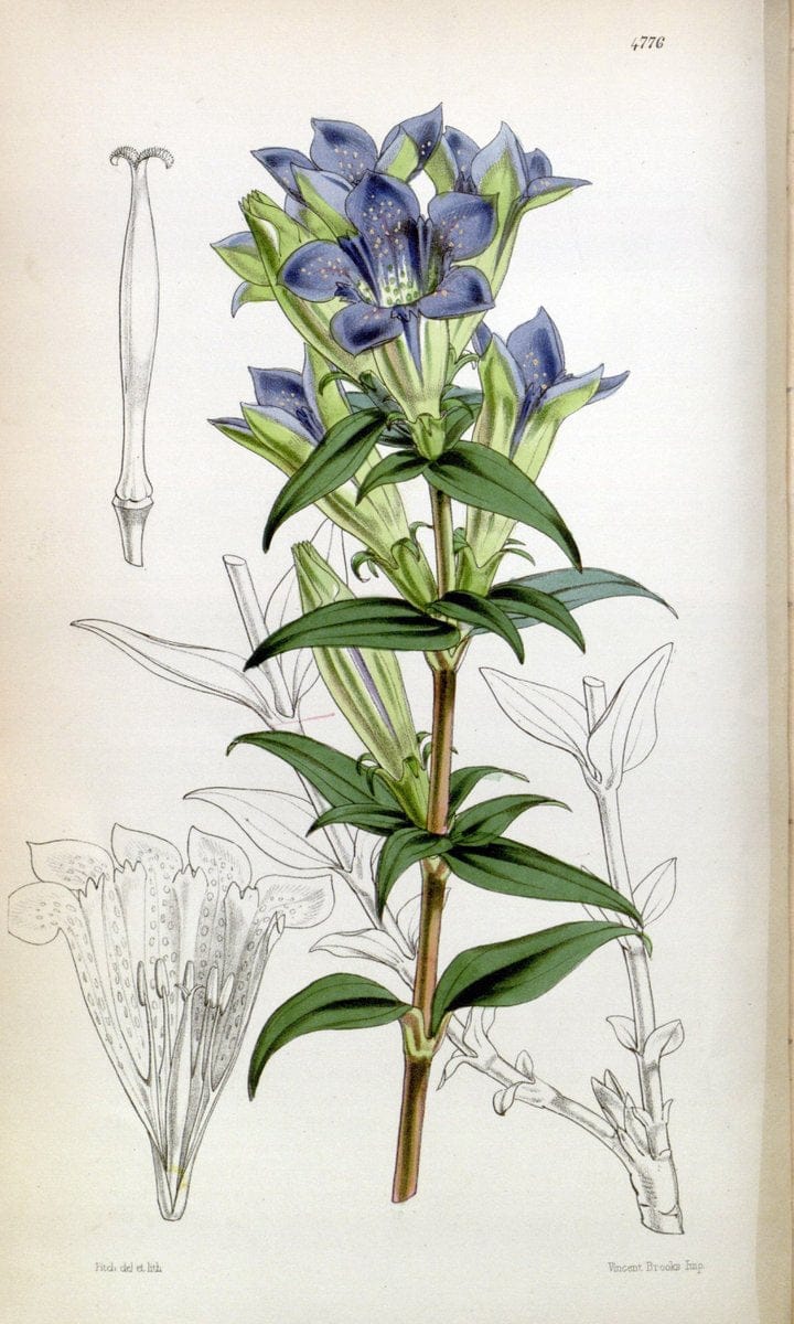 Curtis's botanical magazine. London ;New York [etc.] :Academic Press [etc.]. | Botany Periodicals "Pictorial works"  | Vintage Print Reproduction 451232