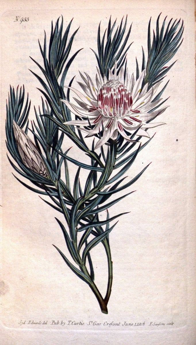 Curtis's botanical magazine. London ;New York [etc.] :Academic Press [etc.]. | Botany Periodicals "Pictorial works"  | Vintage Print Reproduction 451235