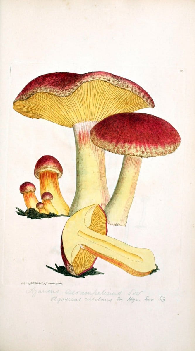 Coloured figures of English fungi or mushrooms. London,Printed by J. Davis,1797-[1809]. | England Mushrooms  | Vintage Print Reproduction 451237