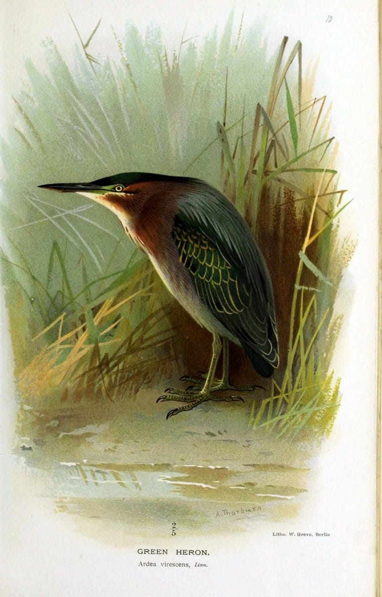 Coloured figures of the birds of the British Islands / issued by Lord Lilford. London :R | Birds "Great Britain" "Pictorial works"  | Vintage Print Reproduction 451238