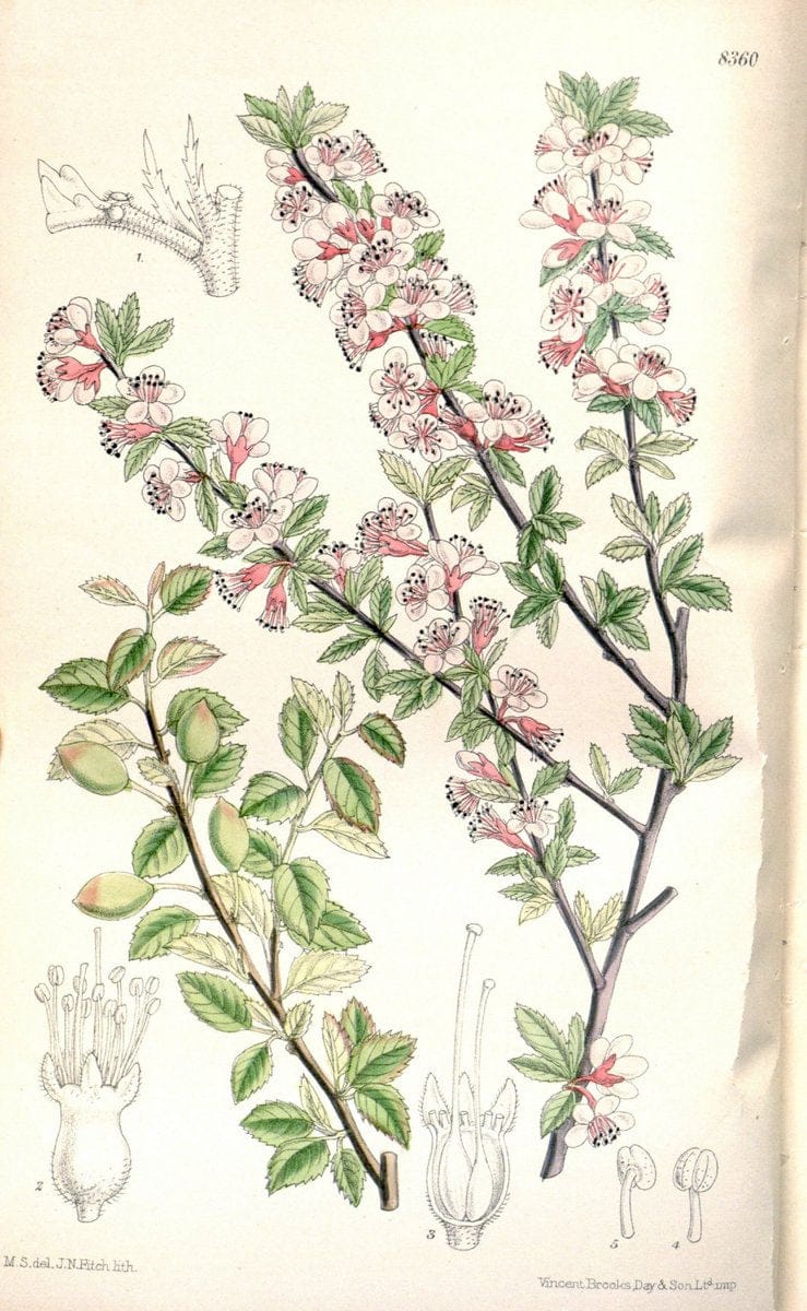 Curtis's botanical magazine. London ; New York [etc.] :Academic Press [etc.]. | "Botanical illustration" Botany Periodicals "Pictorial works" "Plants, Ornamental"  | Vintage Print Reproduction 451241