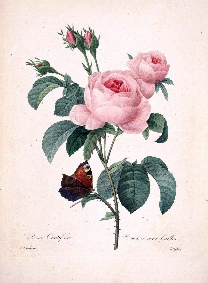 Choix des plus belles fleurs :.Paris:Ernest Panckoucke,[1833].. |  | Vintage Print Reproduction 451243