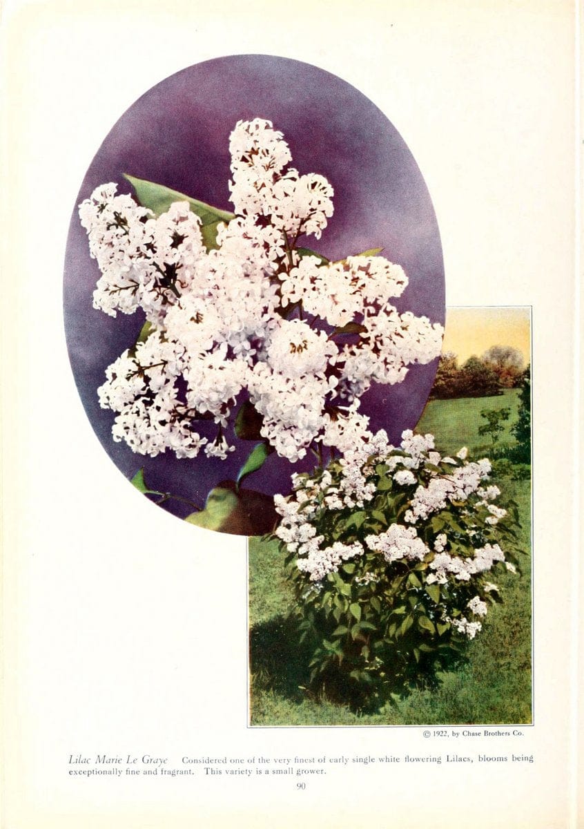 Chase fruit and flowers in natural colorsRochester, N.Y.,Chase brothers company[c1922] | Vintage Print Reproduction 451244