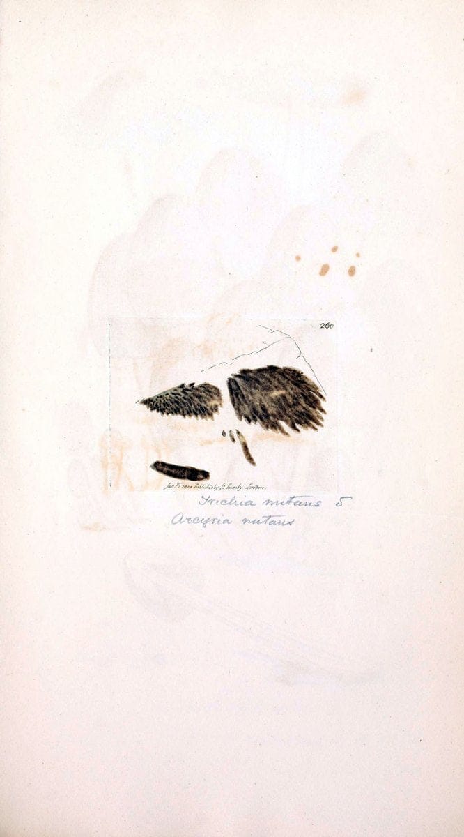 Coloured figures of English fungi or mushrooms. London,Printed by J. Davis,1797-[1809]. | England Mushrooms  | Vintage Print Reproduction 451245