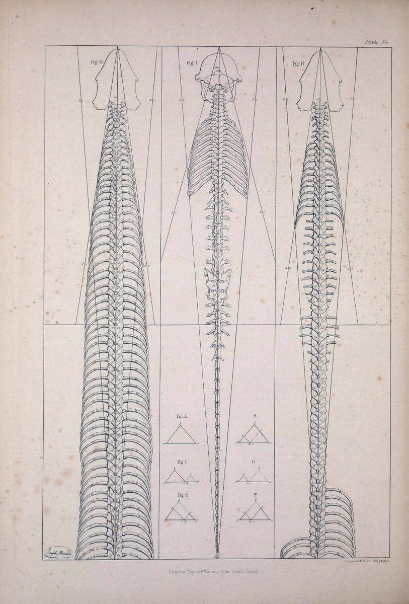 Comparative osteology:.London,Taylor and Walton,1847.  | Bones | Vintage Print Reproduction 451246