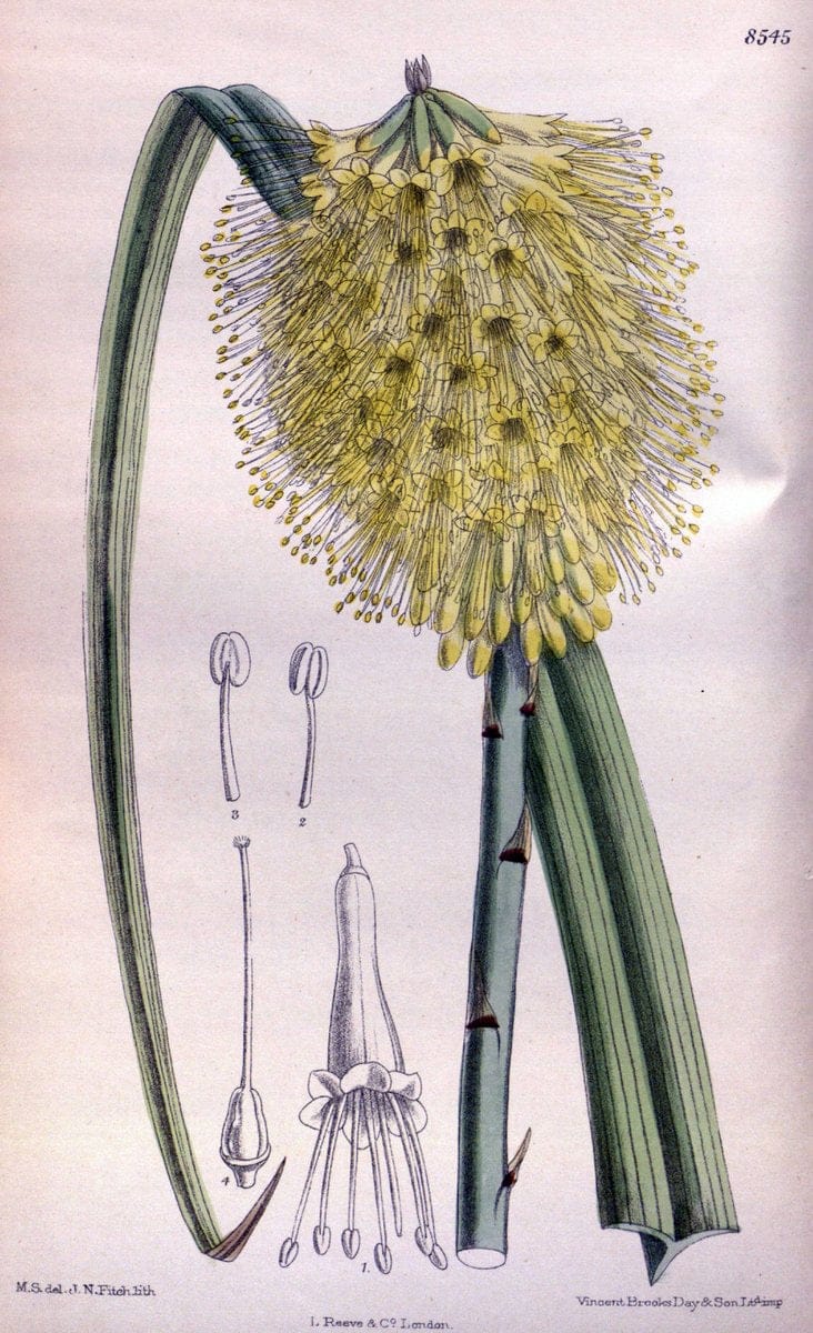 Curtis's botanical magazine. London ; New York [etc.] :Academic Press [etc.]. | "Botanical illustration" Botany Periodicals "Pictorial works" "Plants, Ornamental"  | Vintage Print Reproduction 451247