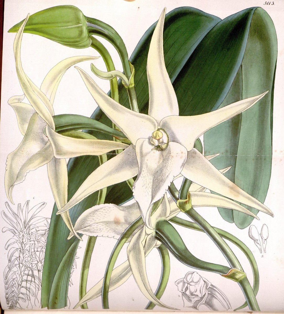 Curtis's botanical magazine. London ; New York [etc.] :Academic Press [etc.]. | "Botanical illustration" Botany Periodicals "Pictorial works" "Plants, Ornamental"  | Vintage Print Reproduction 451248