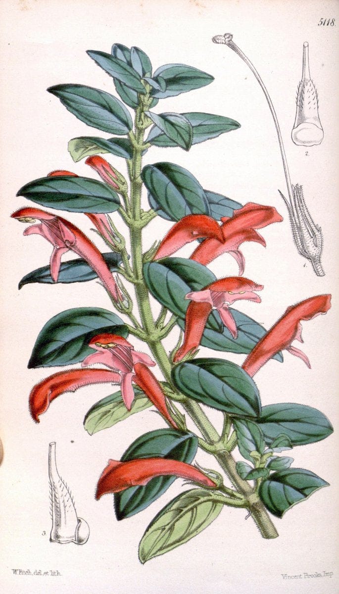 Curtis's botanical magazine. London ; New York [etc.] :Academic Press [etc.]. | "Botanical illustration" Botany Periodicals "Pictorial works" "Plants, Ornamental"  | Vintage Print Reproduction 451249