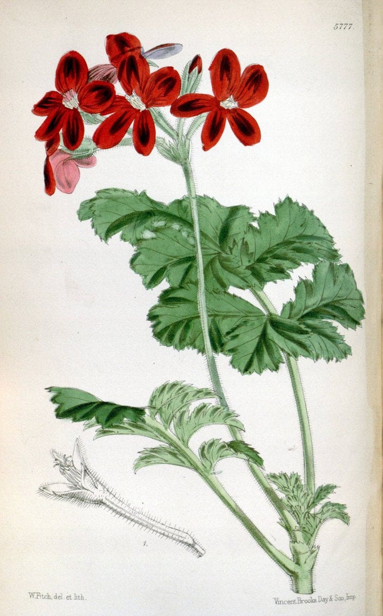 Curtis's botanical magazine. London ; New York [etc.] :Academic Press [etc.]. | "Botanical illustration" Botany Periodicals "Pictorial works" "Plants, Ornamental"  | Vintage Print Reproduction 451250