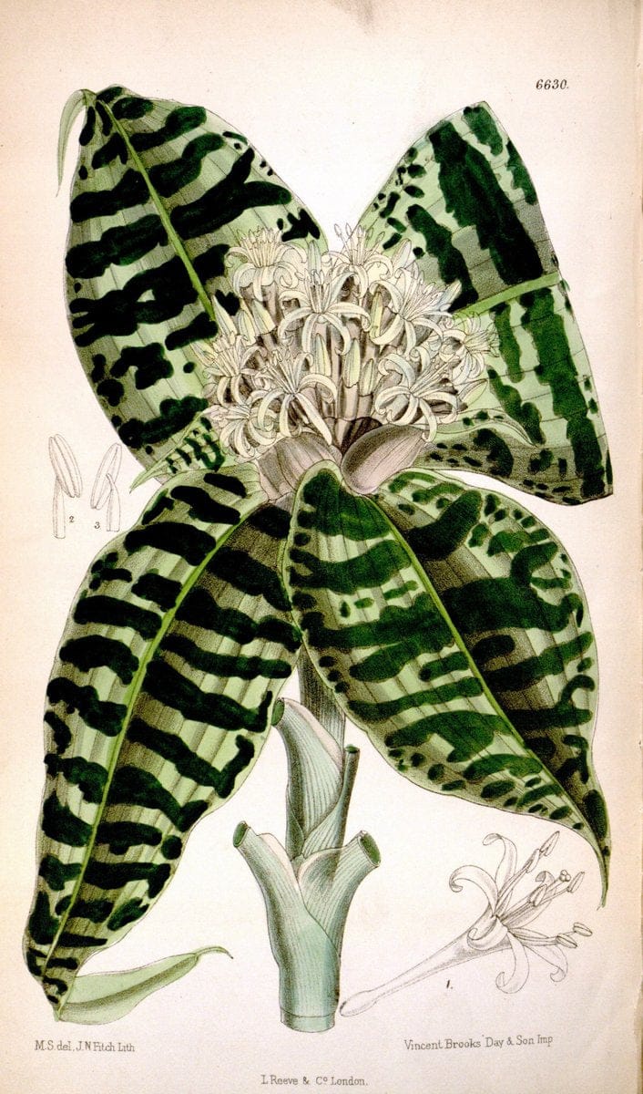 Curtis's botanical magazine. London ; New York [etc.] :Academic Press [etc.]. | "Botanical illustration" Botany Periodicals "Pictorial works" "Plants, Ornamental"  | Vintage Print Reproduction 451253