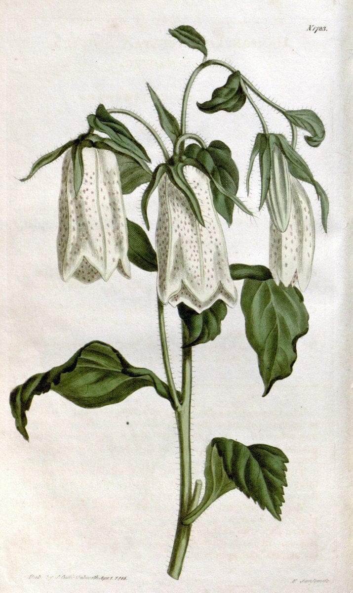 Dragable Image