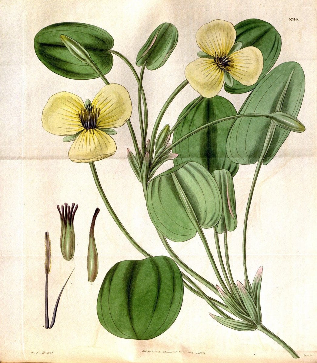 Curtis's botanical magazine. London ; New York [etc.] :Academic Press [etc.]. | "Botanical illustration" Botany Periodicals "Pictorial works" "Plants, Ornamental"  | Vintage Print Reproduction 451256