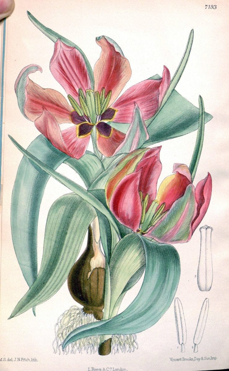 Curtis's botanical magazine. London ; New York [etc.] :Academic Press [etc.]. | "Botanical illustration" Botany Periodicals "Pictorial works" "Plants, Ornamental"  | Vintage Print Reproduction 451258