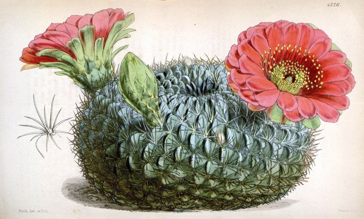 Curtis's botanical magazine. London ; New York [etc.] :Academic Press [etc.]. | "Botanical illustration" Botany Periodicals "Pictorial works" "Plants, Ornamental"  | Vintage Print Reproduction 451259