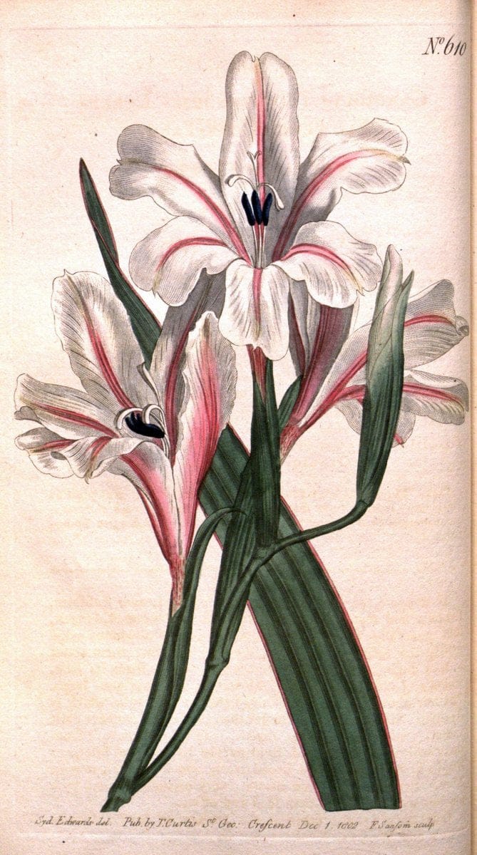 Curtis's botanical magazine. London ;New York [etc.] :Academic Press [etc.]. | Botany Periodicals "Pictorial works"  | Vintage Print Reproduction 451264