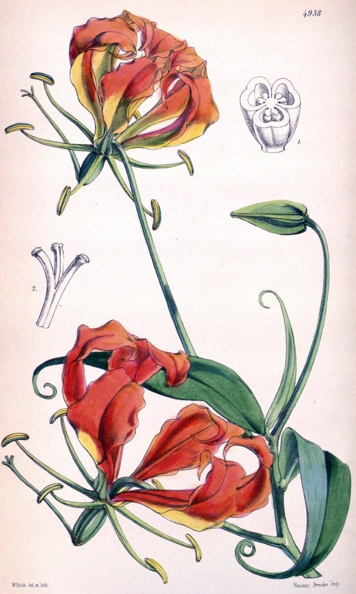 Curtis's botanical magazine. London ;New York [etc.] :Academic Press [etc.]. | Botany Periodicals "Pictorial works"  | Vintage Print Reproduction 451267