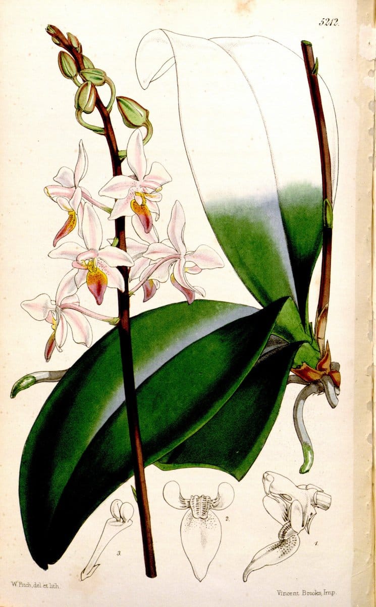 Curtis's botanical magazine. London ;New York [etc.] :Academic Press [etc.]. | Botany Periodicals "Pictorial works"  | Vintage Print Reproduction 451268
