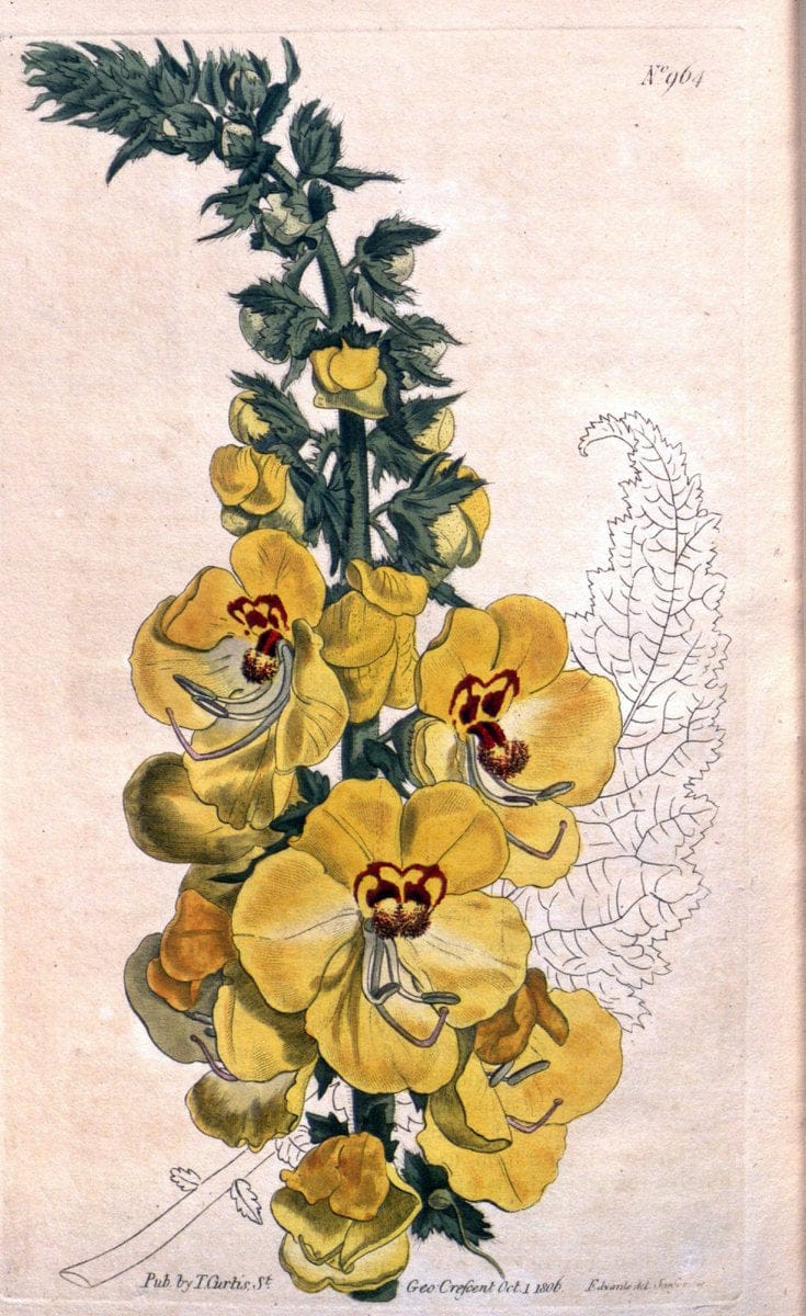 Dragable Image