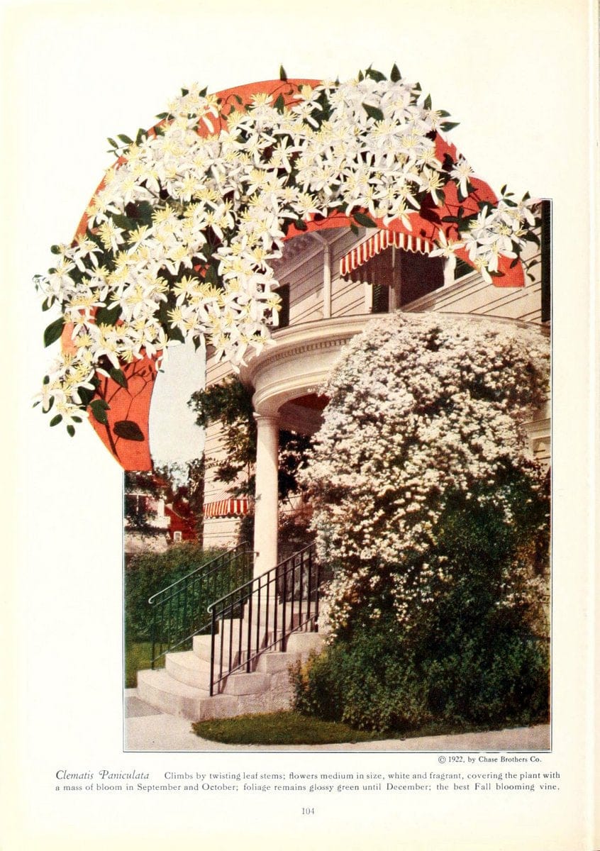 Chase fruit and flowers in natural colorsRochester, N.Y.,Chase brothers company[c1922] | Vintage Print Reproduction 451271