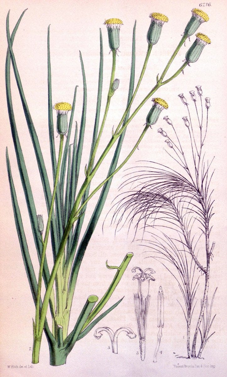Curtis's botanical magazine. London ; New York [etc.] :Academic Press [etc.]. | "Botanical illustration" Botany Periodicals "Pictorial works" "Plants, Ornamental"  | Vintage Print Reproduction 451272