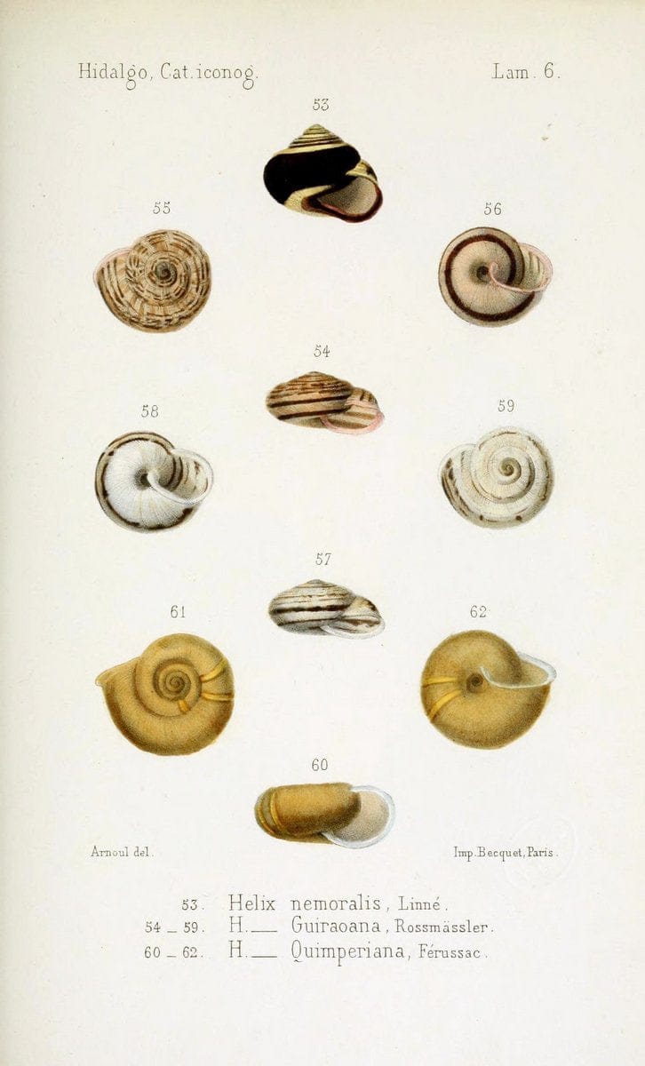 Catalogo iconografico y descriptivo de los moluscos terrestres de EspaÃ Â±a, Portugal y la | "Balearic Islands" Mollusks Portugal Spain  | Vintage Print Reproduction 451273