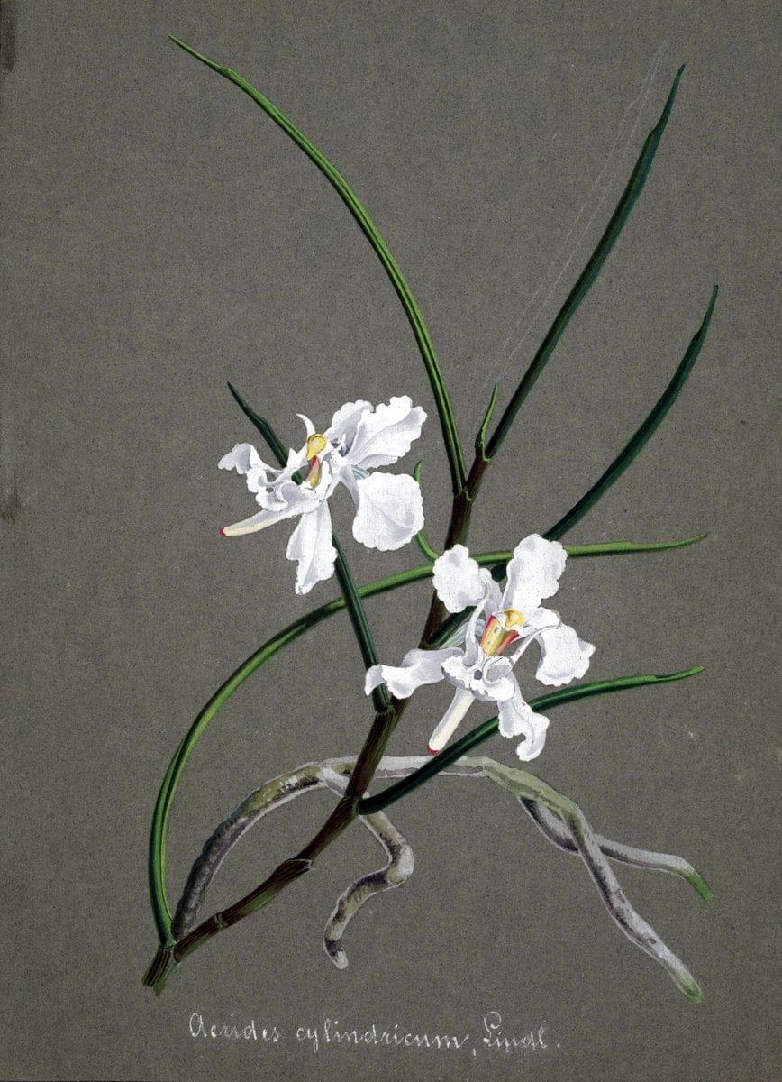 Collection d'orchideÃŒÂes.[S.l. :s.n.,18--]. | "Botanical illustration" Orchidaceae "Orchidaceae in art" "Pictorial works"  | Vintage Print Reproduction 451275