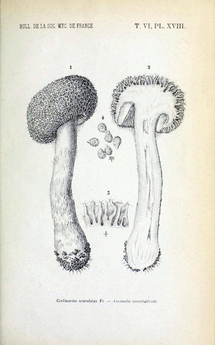 Bulletin de la SociÃ©tÃ© mycologique de France.Epinal :La SociÃ©tÃ©,1885-1903.  | France Fungi Mycology Periodicals | Vintage Print Reproduction 451276