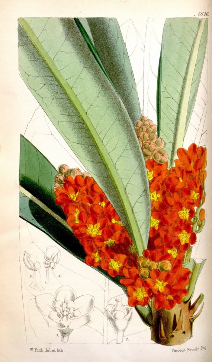 Curtis's botanical magazine. London ; New York [etc.] :Academic Press [etc.]. | "Botanical illustration" Botany Periodicals "Pictorial works" "Plants, Ornamental"  | Vintage Print Reproduction 451277