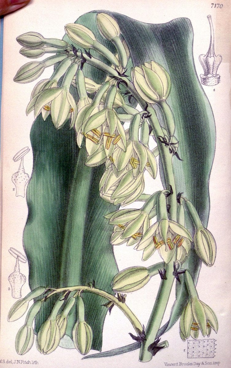 Curtis's botanical magazine. London ; New York [etc.] :Academic Press [etc.]. | "Botanical illustration" Botany Periodicals "Pictorial works" "Plants, Ornamental"  | Vintage Print Reproduction 451280