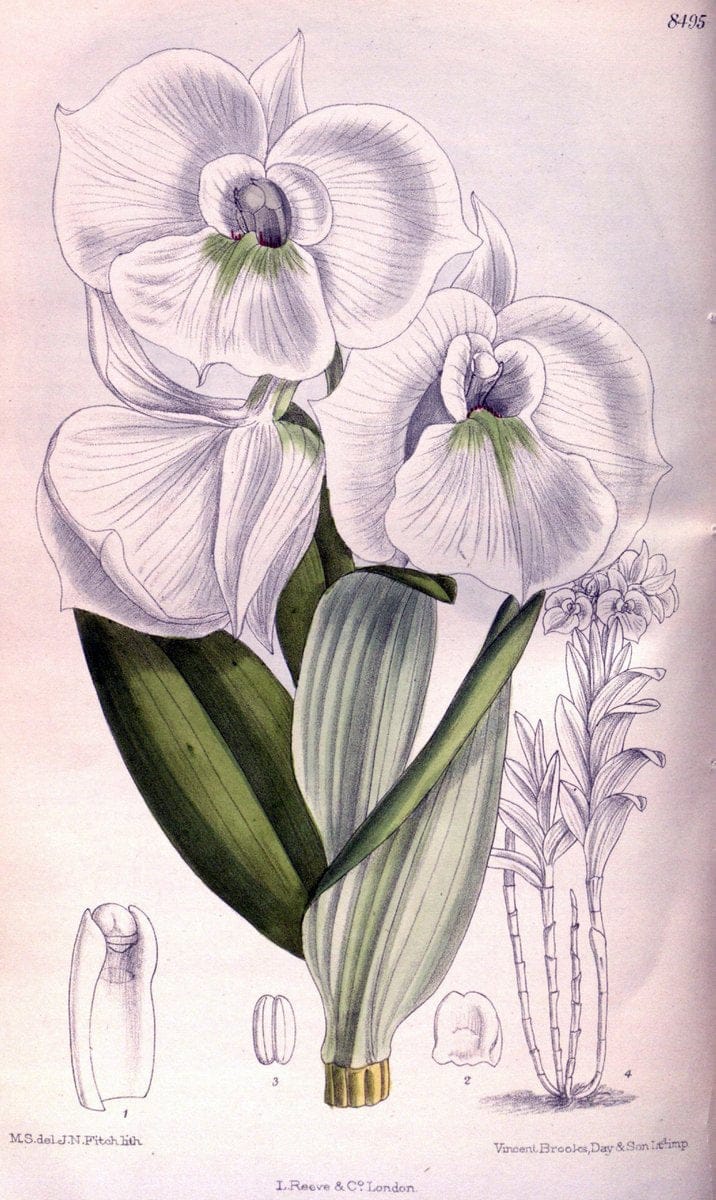 Curtis's botanical magazine. London ; New York [etc.] :Academic Press [etc.]. | "Botanical illustration" Botany Periodicals "Pictorial works" "Plants, Ornamental"  | Vintage Print Reproduction 451281