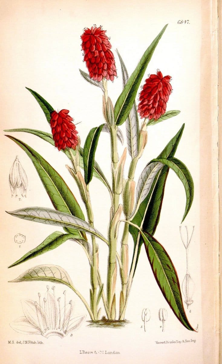 Dragable Image