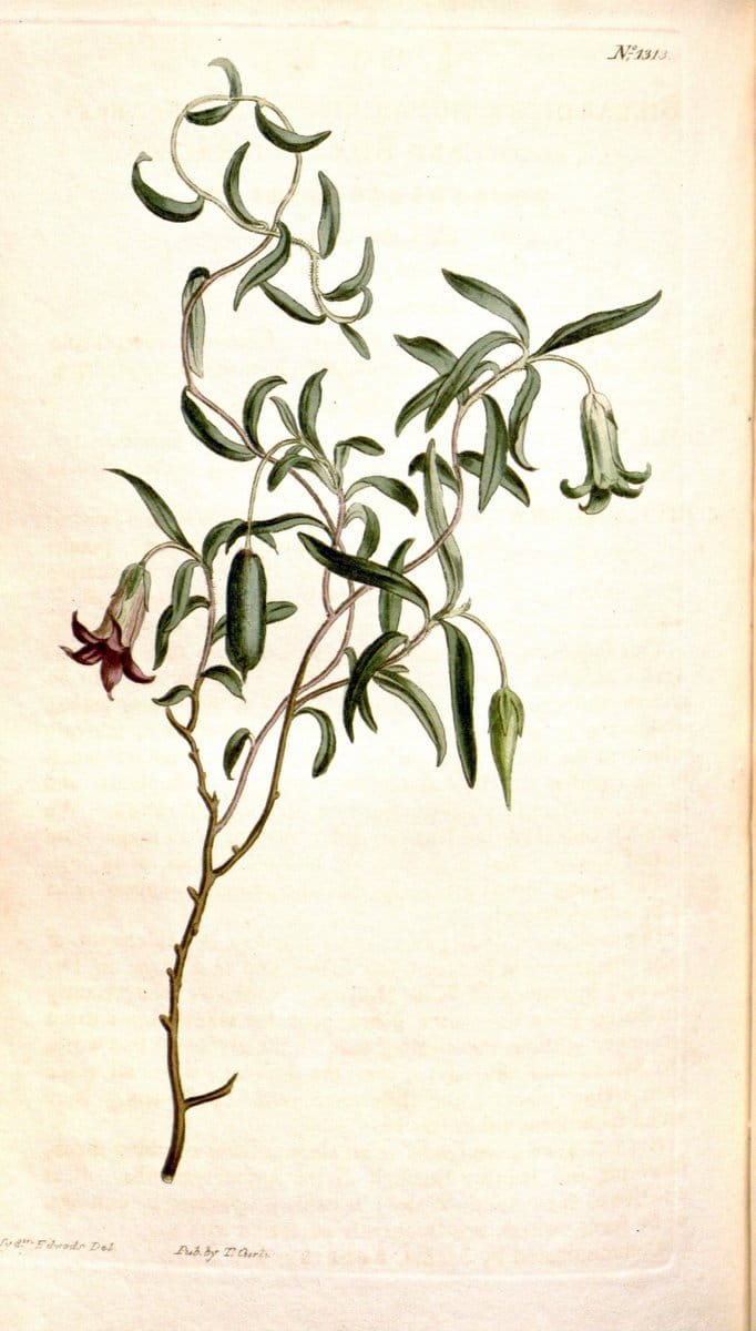 Curtis's botanical magazine. London ; New York [etc.] :Academic Press [etc.]. | "Botanical illustration" Botany Periodicals "Pictorial works" "Plants, Ornamental"  | Vintage Print Reproduction 451288