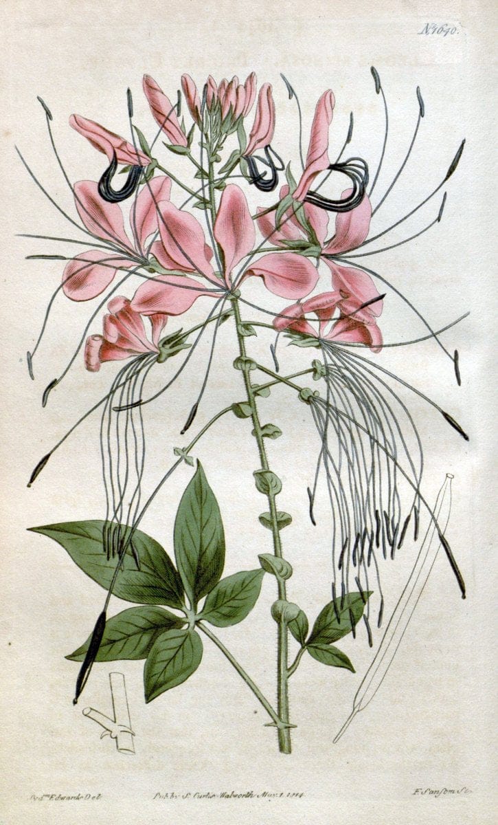 Curtis's botanical magazine. London ; New York [etc.] :Academic Press [etc.]. | "Botanical illustration" Botany Periodicals "Pictorial works" "Plants, Ornamental"  | Vintage Print Reproduction 451292