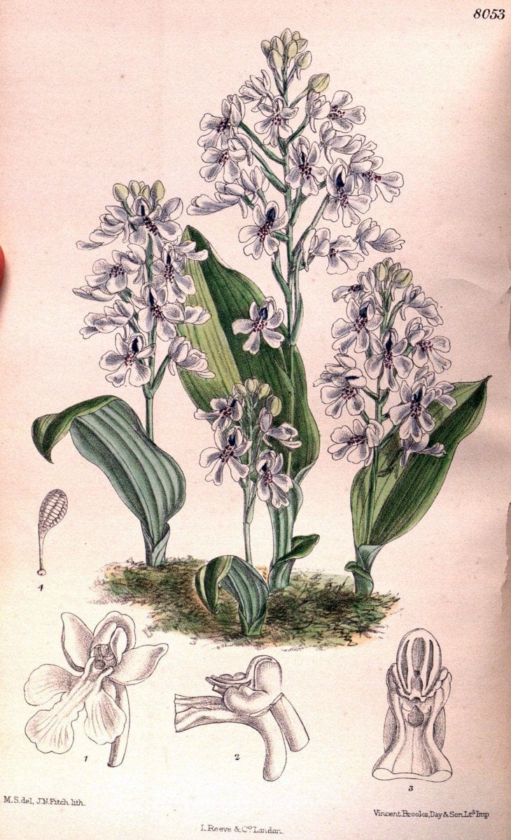 Curtis's botanical magazine. London ; New York [etc.] :Academic Press [etc.]. | "Botanical illustration" Botany Periodicals "Pictorial works" "Plants, Ornamental"  | Vintage Print Reproduction 451296