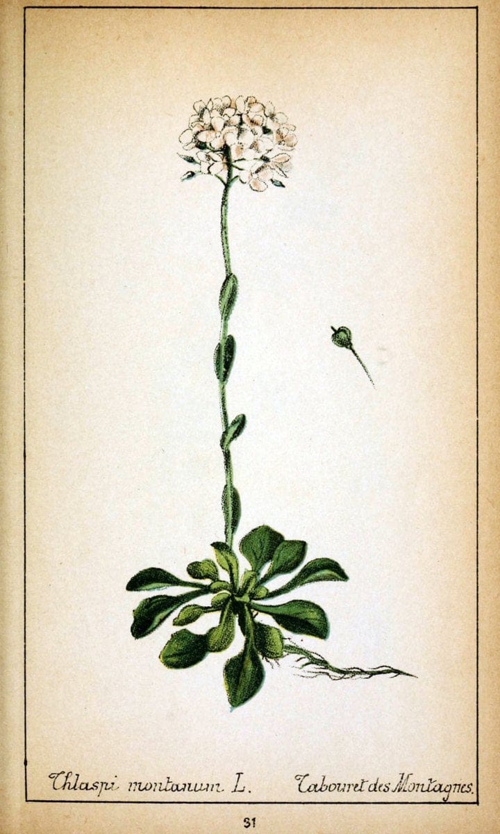 Choix de plantes de l'Europe centrale et particuliÃ¨rement de la Suisse et de la SavoieGe | Europe Central "Pictorial works" Plants "Savoy (France and Italy)" Switzerland  | Vintage Reproduction 451300