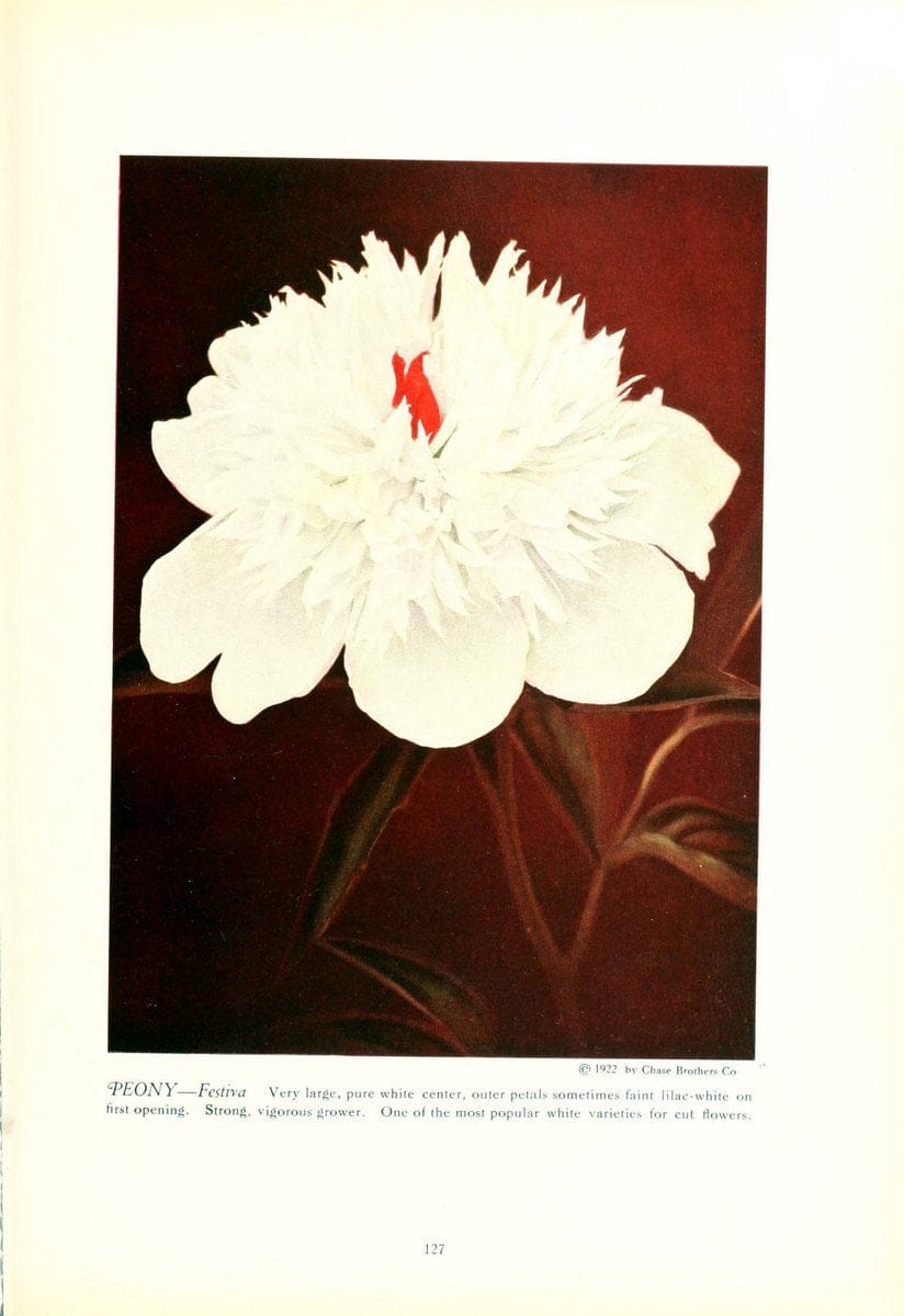 Chase fruit and flowers in natural colorsRochester, N.Y.,Chase brothers company[c1922] | Vintage Print Reproduction 451303
